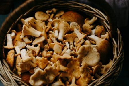 โShroom Without A View:โ Maine Mushroom Aficionados Homeless After Being Banned By Previous Venues