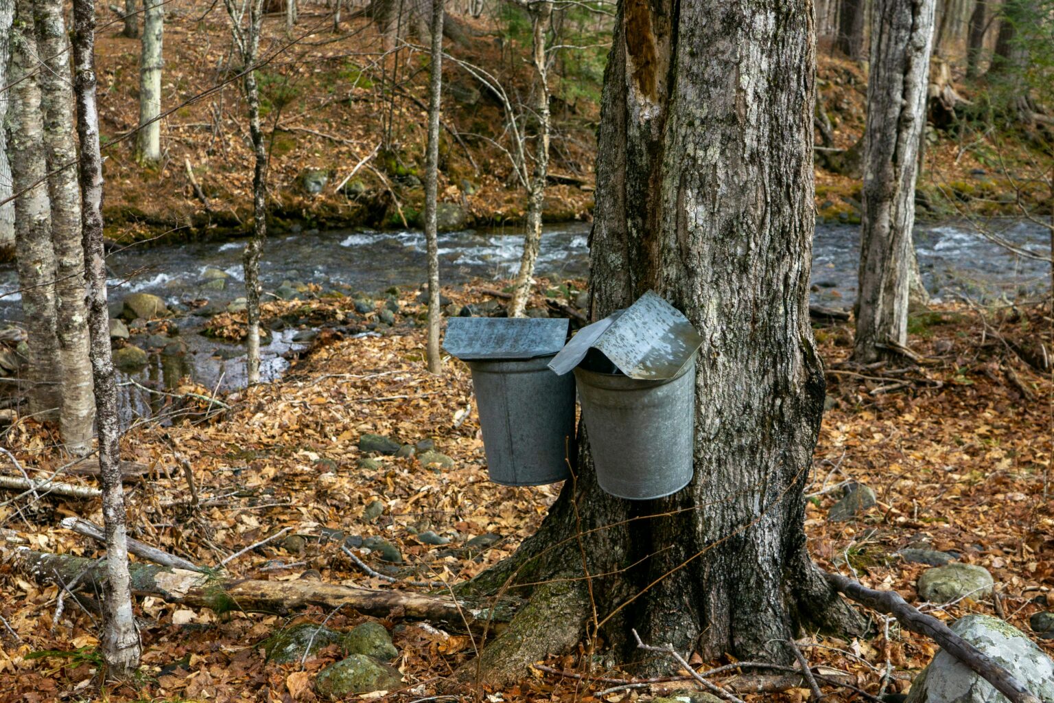 Counterfeit Canadian Maple Syrup Scandal Getting Stickier By The Minute