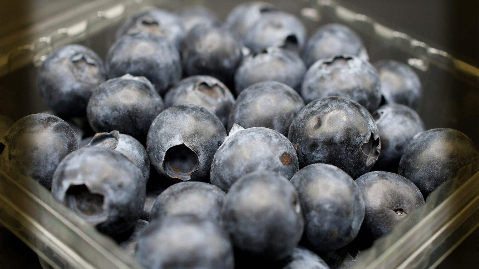 With Maine Blueberry Season Soon To Dawn, A Word To The Buys – Don’t Pick Wet Fruit