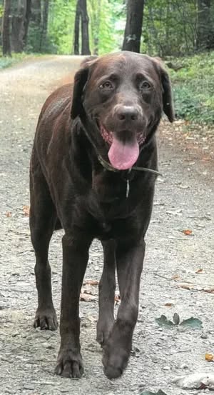 Maine’s Southern NH Border City Donates $5,000 In Memory Of Electrocuted Dog, Apologizes To Frankie’s Family
