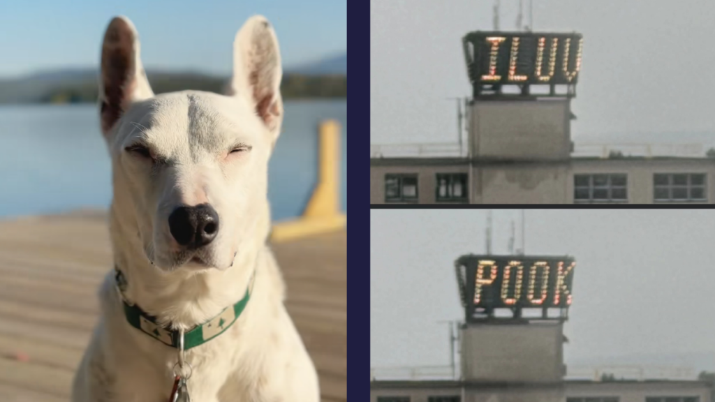 ‘I Love Pook’: Portland’s Time and Temperature Sign Lights Up With Viral Tribute to Viral Bull Terrier