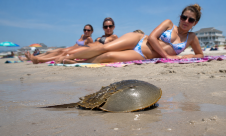 Horseshoe Crabs, Which Populate The Maine Coast, Have Hired A Lawyer To Ensure Another Few Hundred Million Years