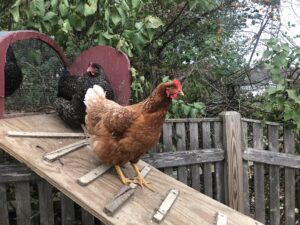 High-Powered Pol Has A Dozen Young Chicks – And It’s Not Graham Platner