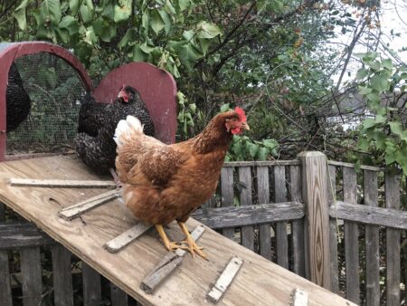 High-Powered Pol Has A Dozen Young Chicks – And It’s Not Graham Platner