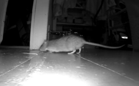 Rats Get A Reprieve As Maine Pesticide Board Outlaws Rodent Poison
