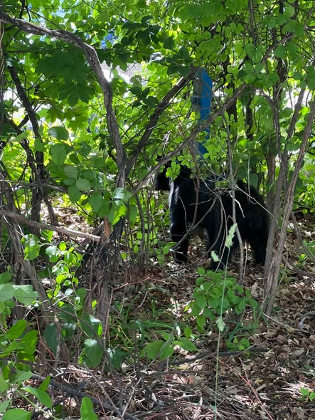 Bear Wandered Across Portland Downtown and Hotel Parking Garage Before It Was Captured