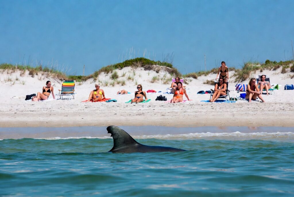 Young Great White Swims From Maine To Florida And Back, Sightseeing Along The Way