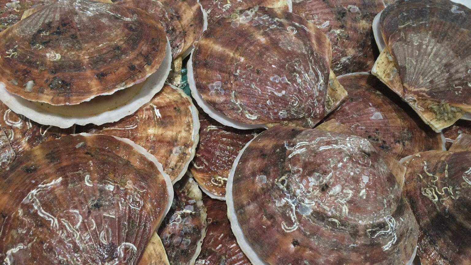 Trump Opens New England Waters To Scallop Fishing That Were Shut Down During The Clinton Administration