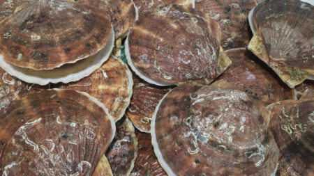 Trump Opens New England Waters To Scallop Fishing That Were Shut Down During The Clinton Administration