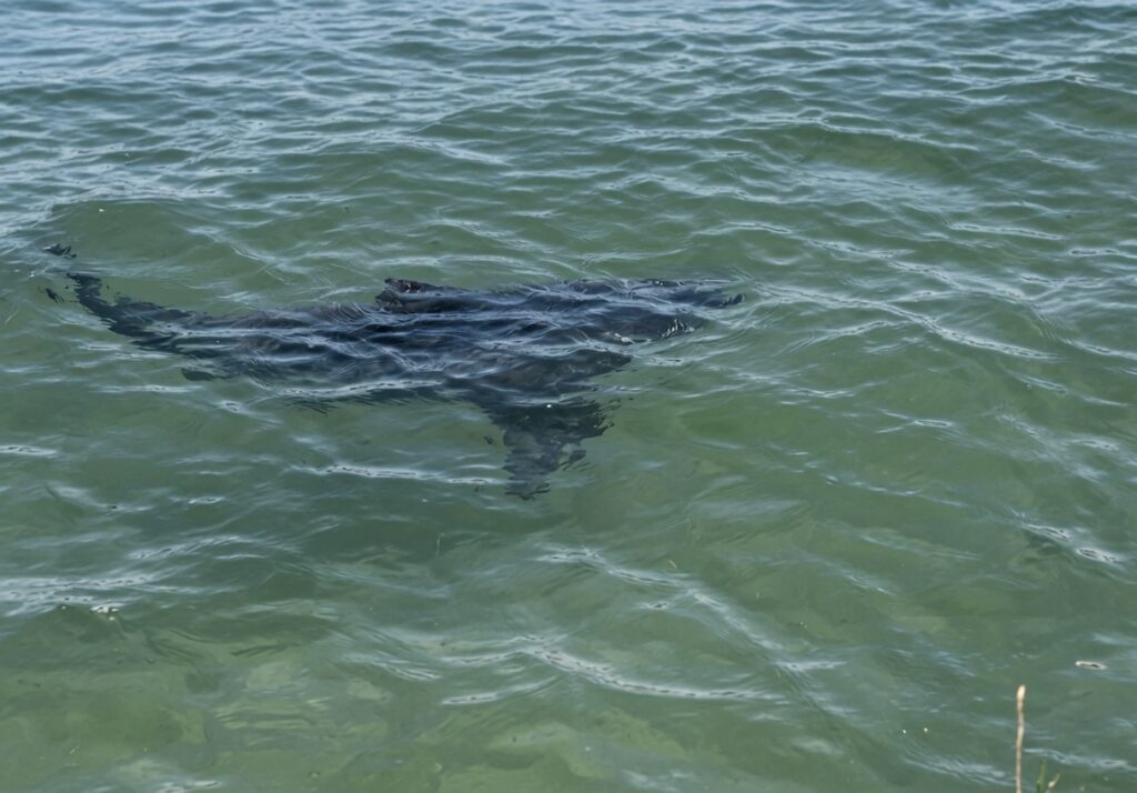 Scarborough Police Warn of Confirmed Shark Sightings Near Pine Point Beach