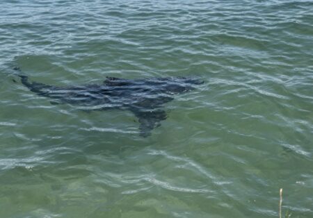 Scarborough Police Warn of Confirmed Shark Sightings Near Pine Point Beach