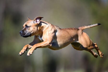 Whistleblower Surgeon Shreds Actor’s Claims Pitbulls Aren’t Dangerous, Carries Glock 19 To The Park Just In Case