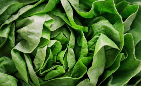 Maine Now Part of Nationwide Cyclospora Outbreak Linked to Mexican Lettuce With 27 Cases in State