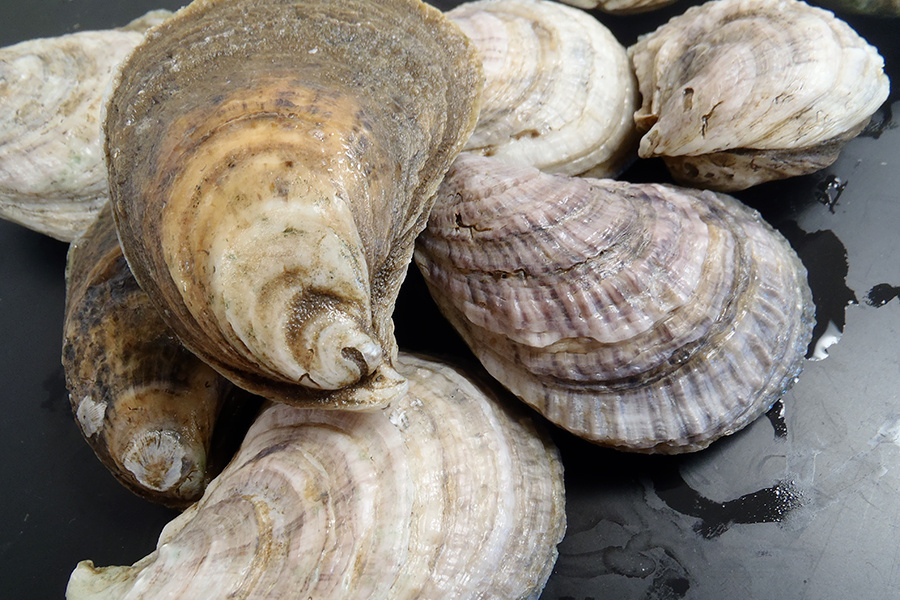Oyster Disease On Maine’s Doorstep Hits Canada’s Atlantic Fishery, Triggers Government Buyout