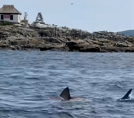 Stunning Video of White Shark Attacking, Killing Seal Off Egg Rock Light As Water Takes On Red Hue