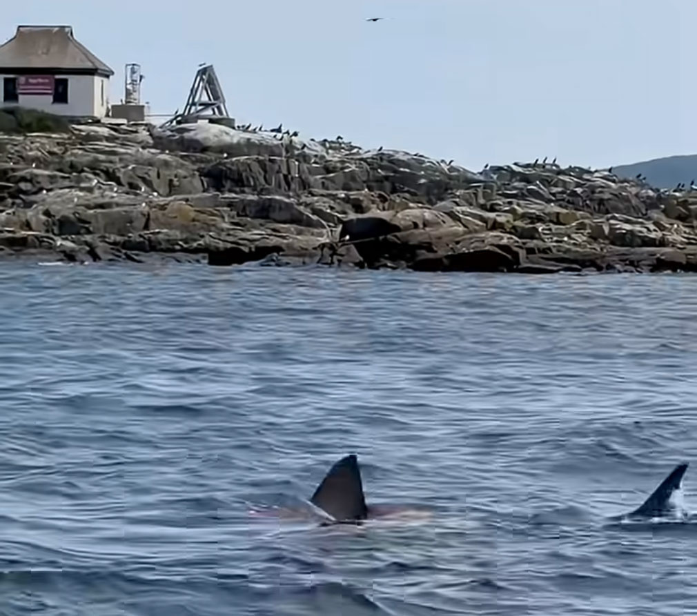 Stunning Video of White Shark Attacking, Killing Seal Off Egg Rock Light As Water Takes On Red Hue