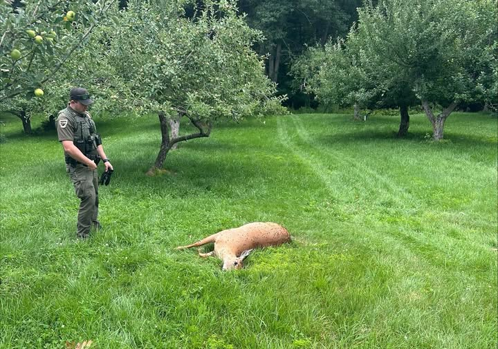 Maine Warden Searching for Poacher Who Left Deer Lying Dead in Rome and Mercer